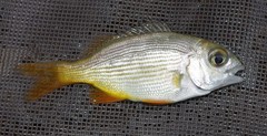 Sparodon durbanensis