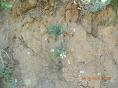 Astragalus ucrainicus