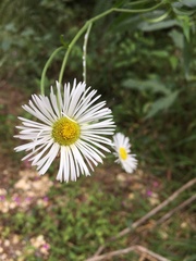 Leptostelma maximum