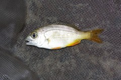 Sparodon durbanensis