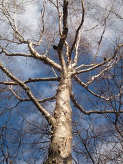Betula ermanii