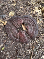 Fungi