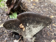 Fungi