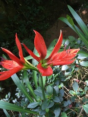 Hippeastrum aulicum