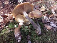 Armillaria cepistipes