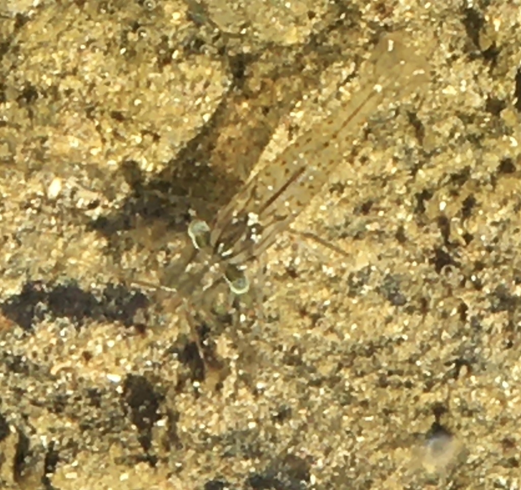 rock-pool shrimp