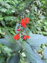 Salvia melissiflora