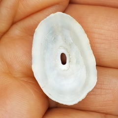 Fissurella nubecula