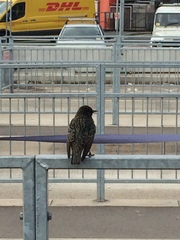 Sturnus vulgaris