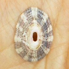 Fissurella nubecula