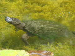 Chelydra serpentina