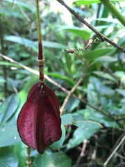 Passiflora capsularis