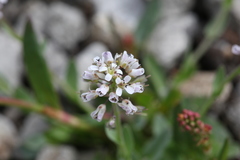 Noccaea caerulescens