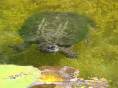 Chelydra serpentina