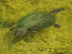 Chelydra serpentina