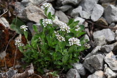 Noccaea caerulescens