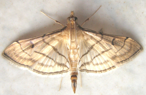 Trapeze Moth