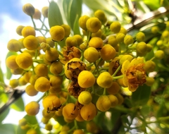 Berberis hallii