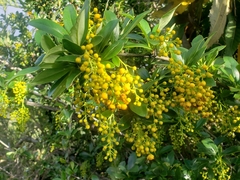 Berberis hallii