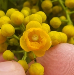 Berberis hallii