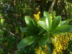 Berberis hallii