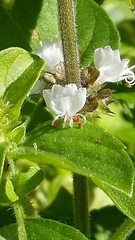 Ocimum basilicum