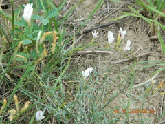 Astragalus ucrainicus