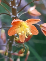 Bulbine frutescens