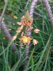 Bulbine frutescens