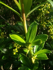Berberis hallii
