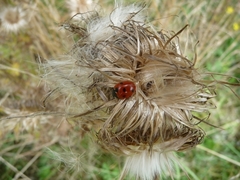 Coccinella septempunctata