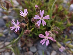 Silene littorea
