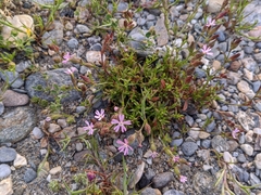 Silene littorea