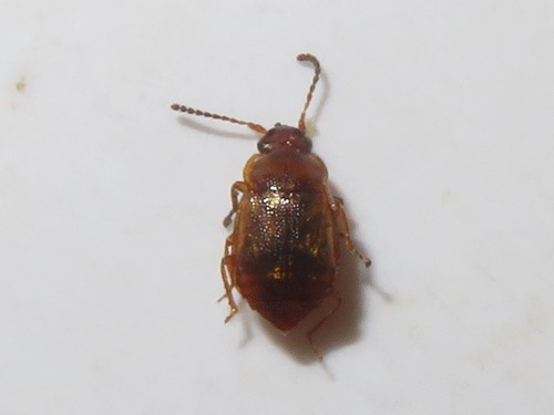 Anthobium unicolor, Wassenaar, Nederland, photo 4 of 10