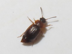 Anthobium atrocephalum