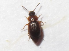 Anthobium atrocephalum