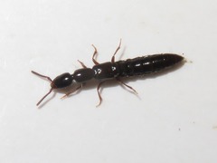 Xantholinus longiventris