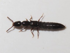 Xantholinus longiventris