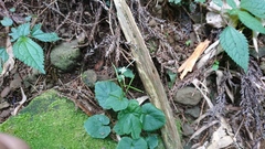 Cardamine circaeoides