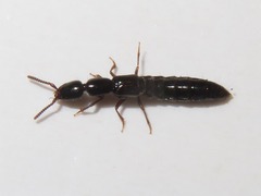 Xantholinus longiventris