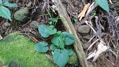 Cardamine circaeoides