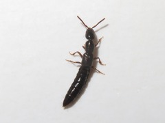 Xantholinus longiventris