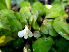 Mazus novaezeelandiae impolitus