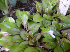 Mazus novaezeelandiae impolitus