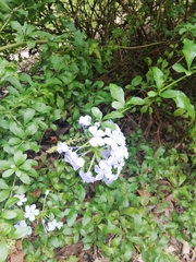Plumbago auriculata