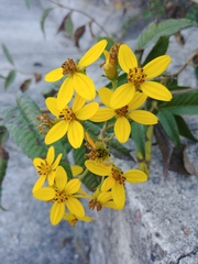 Electranthera mutica