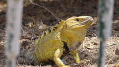 Ctenosaura pectinata