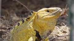 Ctenosaura pectinata