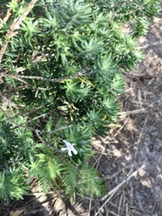 Westringia fruticosa