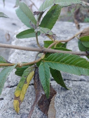 Electranthera mutica